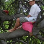 David in Tree